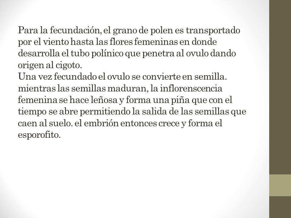 Para la fecundación, el grano de polen es transportado por el viento hasta las flores femeninas en donde desarrolla el tubo polínico que penetra al ovulo dando origen al cigoto. Una vez fecundado el ovulo se convierte en semilla.