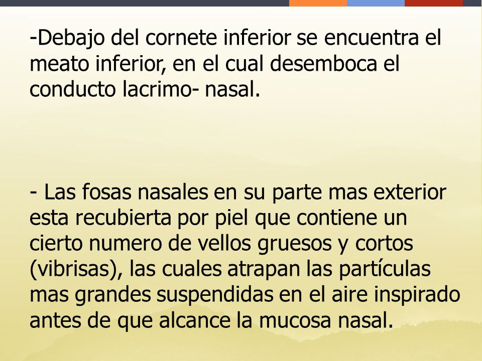 Debajo del cornete inferior se encuentra el meato inferior, en el cual desemboca el conducto lacrimo- nasal.