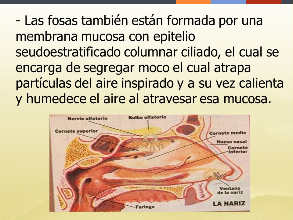 - Las fosas también están formada por una membrana mucosa con epitelio seudoestratificado columnar ciliado, el cual se encarga de segregar moco el cual atrapa partículas del aire inspirado y a su vez calienta y humedece el aire al atravesar esa mucosa.