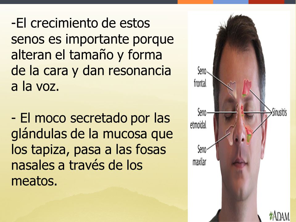 El crecimiento de estos senos es importante porque alteran el tamaño y forma de la cara y dan resonancia a la voz.