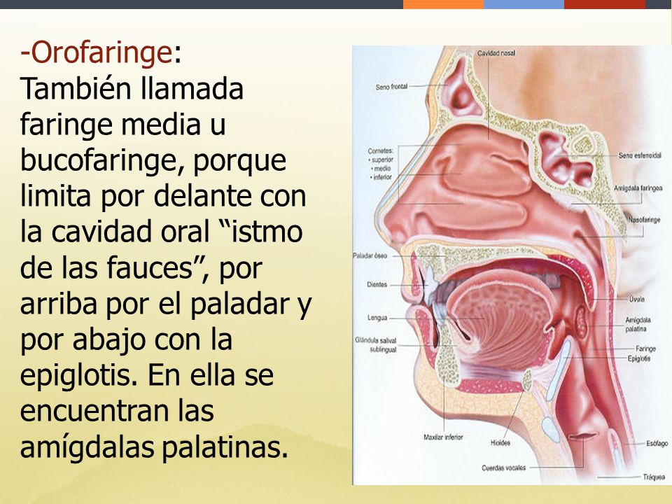 Orofaringe: