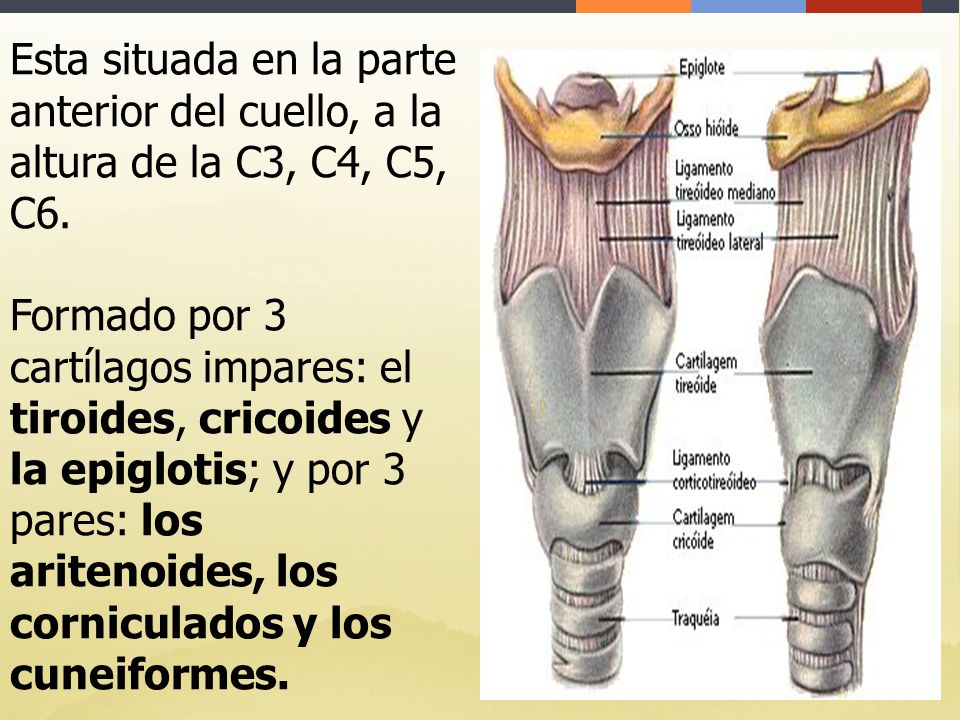 Esta situada en la parte anterior del cuello, a la altura de la C3, C4, C5, C6.