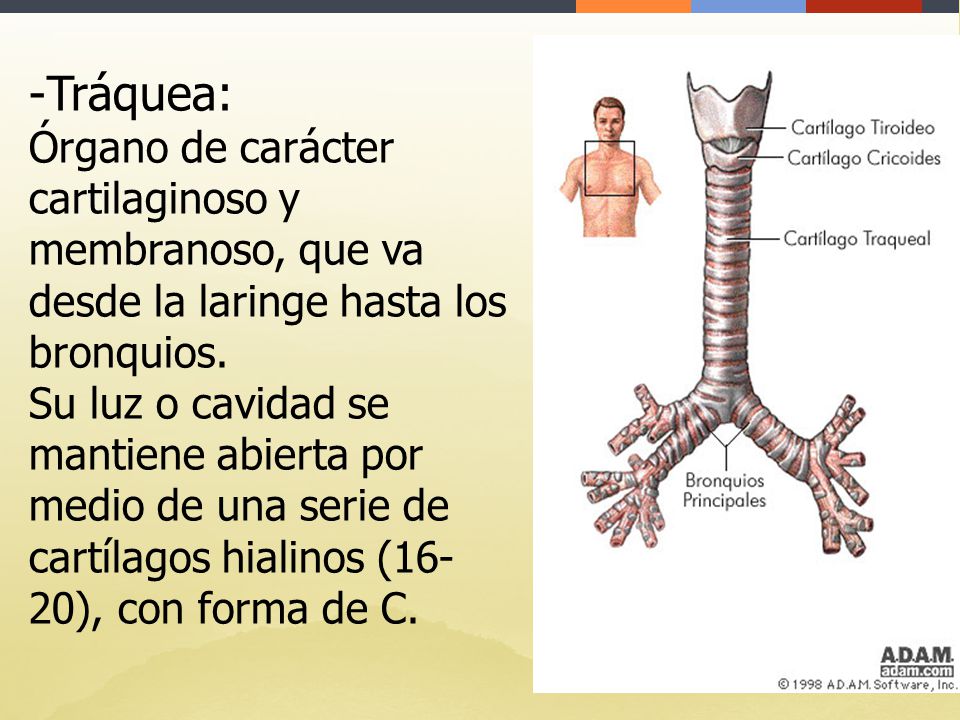 Tráquea: Órgano de carácter cartilaginoso y membranoso, que va desde la laringe hasta los bronquios.