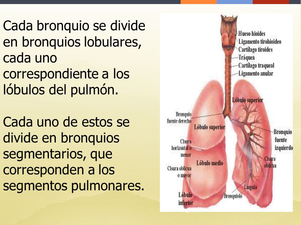 Cada bronquio se divide en bronquios lobulares, cada uno correspondiente a los lóbulos del pulmón.