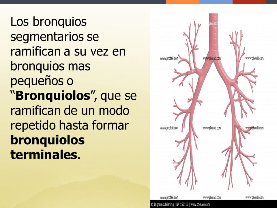 Los bronquios segmentarios se ramifican a su vez en bronquios mas pequeños o Bronquiolos , que se ramifican de un modo repetido hasta formar bronquiolos terminales.