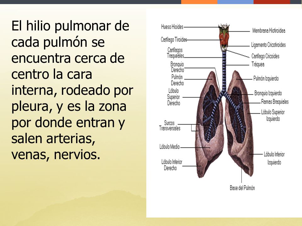 El hilio pulmonar de cada pulmón se encuentra cerca de centro la cara interna, rodeado por pleura, y es la zona por donde entran y salen arterias, venas, nervios.