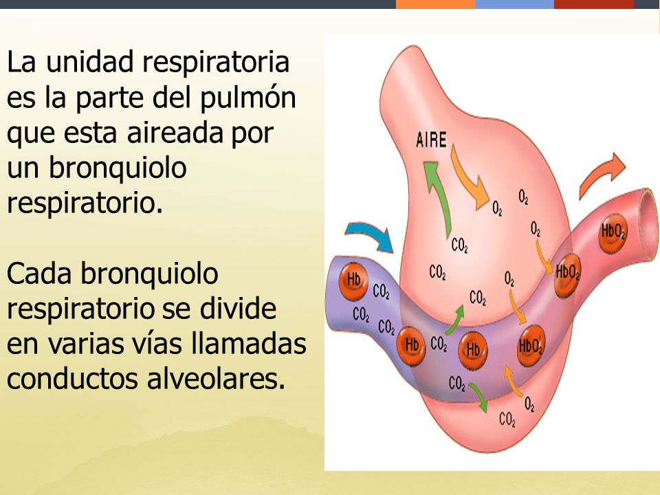 La unidad respiratoria es la parte del pulmón que esta aireada por un bronquiolo respiratorio.