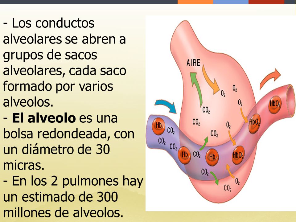 - Los conductos alveolares se abren a grupos de sacos alveolares, cada saco formado por varios alveolos.