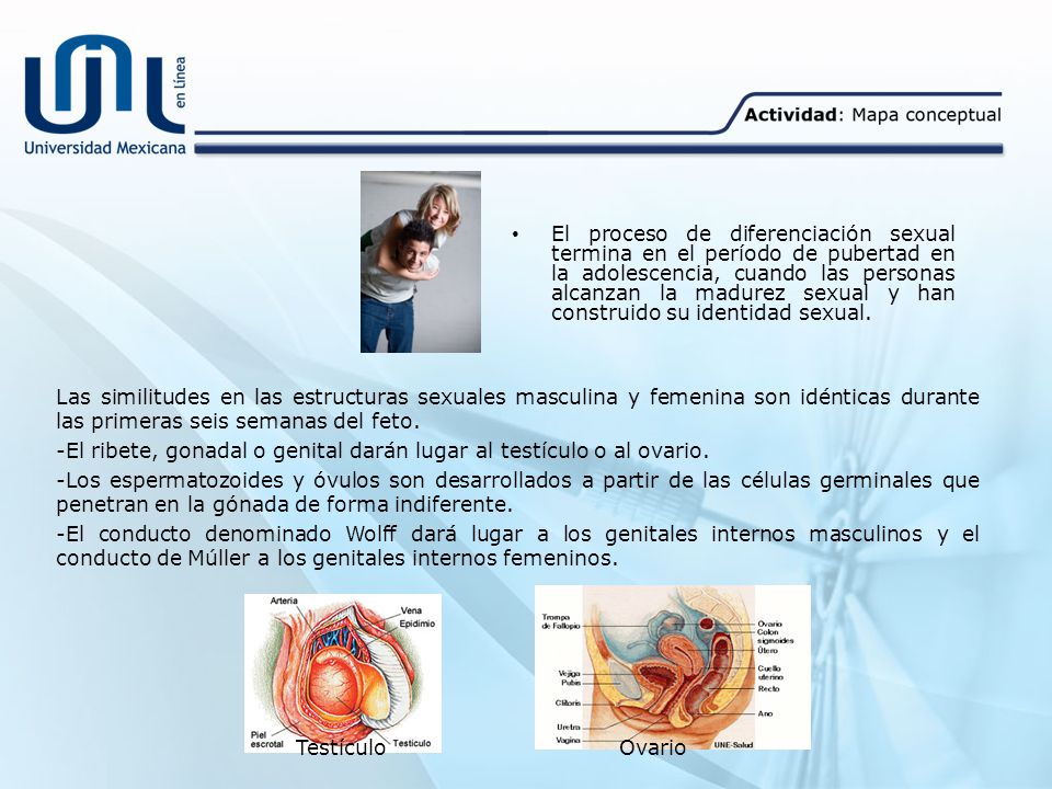 -El ribete, gonadal o genital darán lugar al testículo o al ovario.
