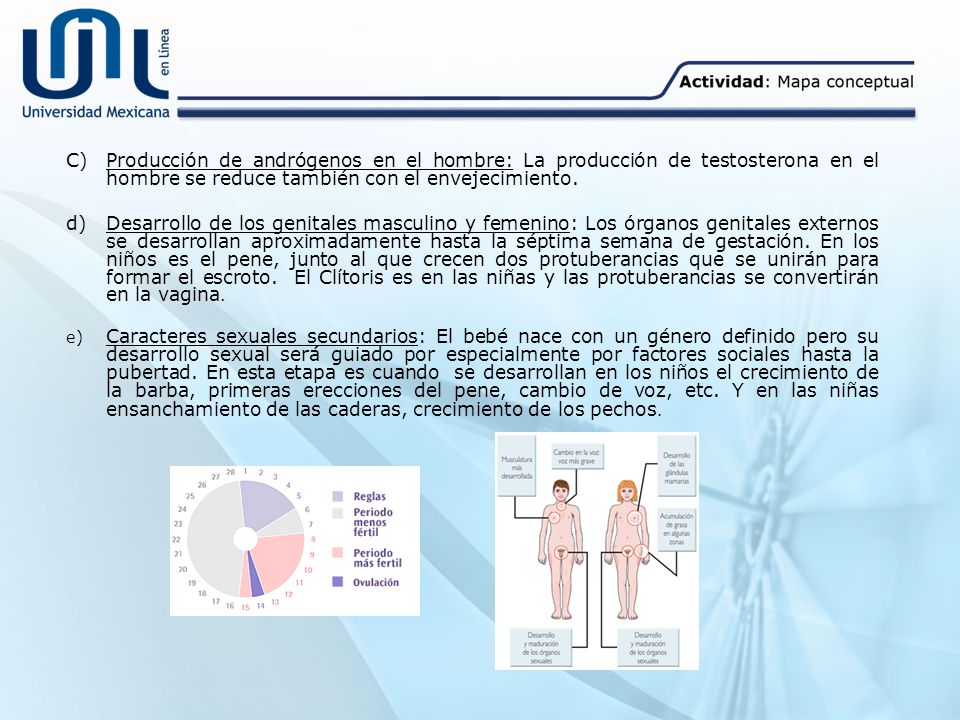 Producción de andrógenos en el hombre: La producción de testosterona en el hombre se reduce también con el envejecimiento.