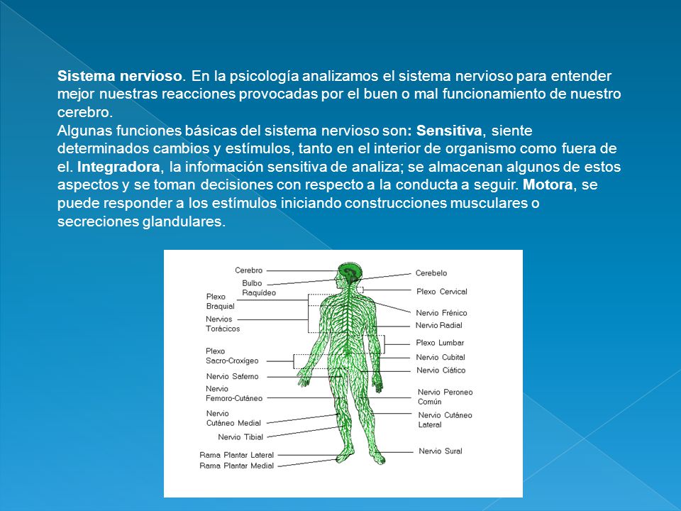 Sistema nervioso. En la psicología analizamos el sistema nervioso para entender mejor nuestras reacciones provocadas por el buen o mal funcionamiento de nuestro cerebro.