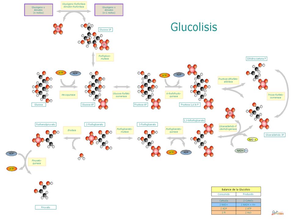 GLUCÓLISIS La glucolisis no necesita O y ocurre en condiciones aerobias y anaerobias.