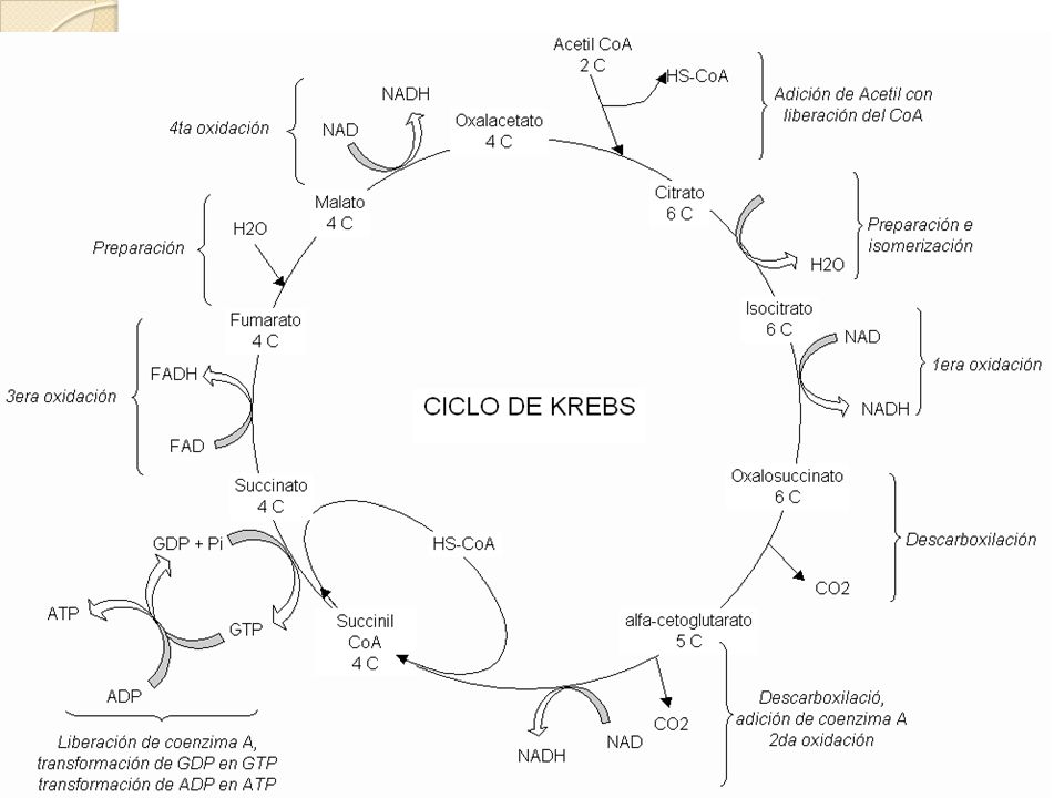 CICLO DE KREBS El ciclo del acido cítrico, también llamado ciclo de los ácidos tricarboxílicos o ciclo de Krebs ocurre en las mitocondrias.