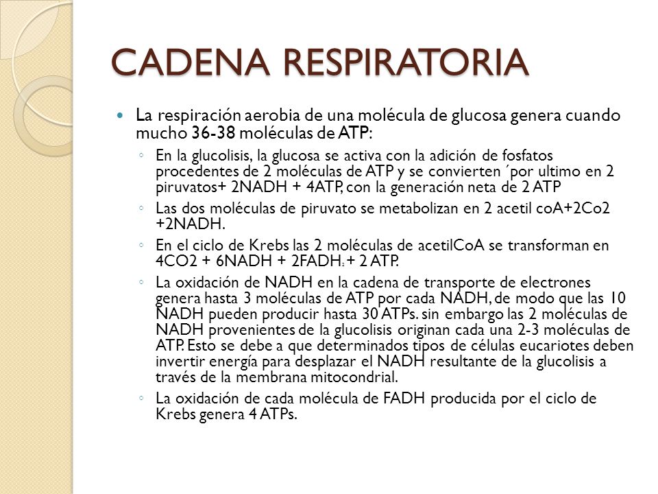 CADENA RESPIRATORIA La respiración aerobia de una molécula de glucosa genera cuando mucho moléculas de ATP: