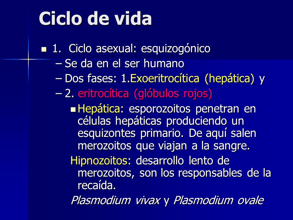 Ciclo de vida 1. Ciclo asexual: esquizogónico Se da en el ser humano