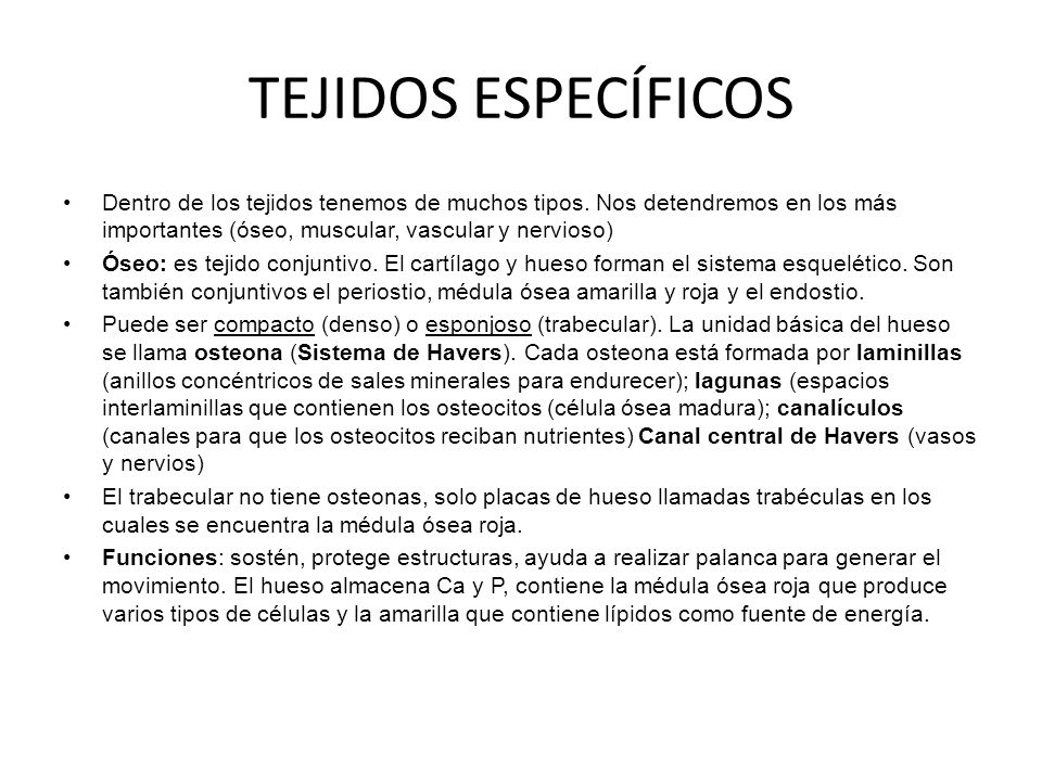 TEJIDOS ESPECÍFICOS Dentro de los tejidos tenemos de muchos tipos. Nos detendremos en los más importantes (óseo, muscular, vascular y nervioso)