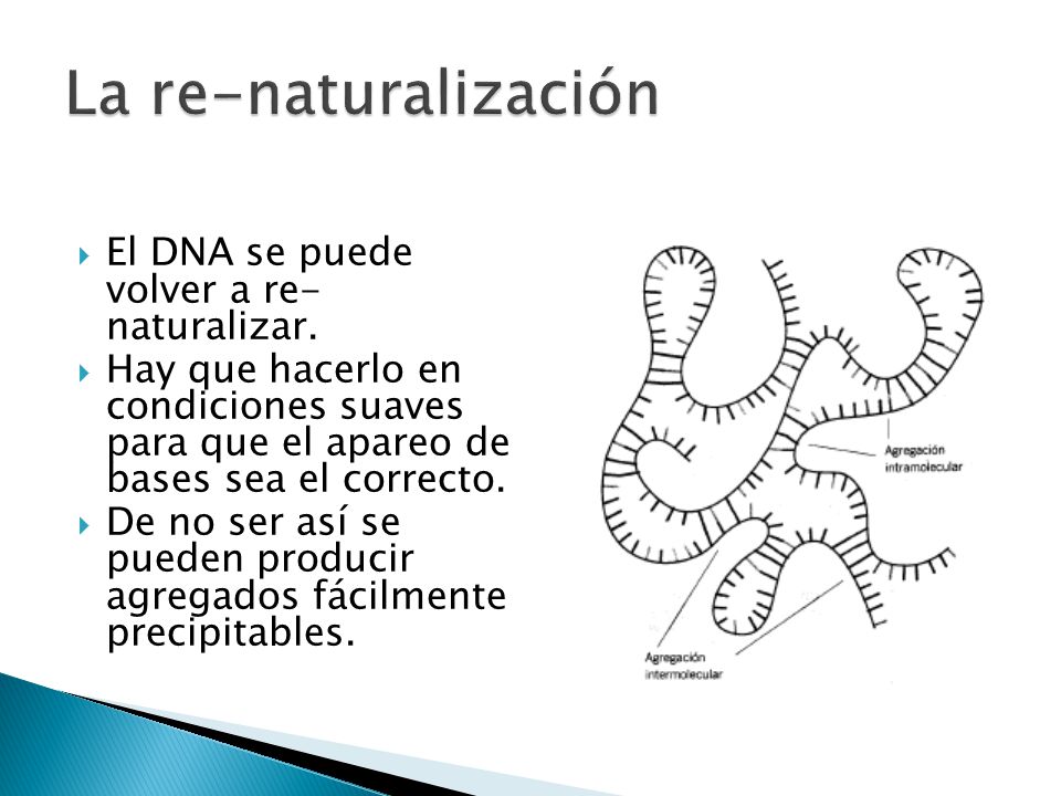 La re-naturalización El DNA se puede volver a re- naturalizar.