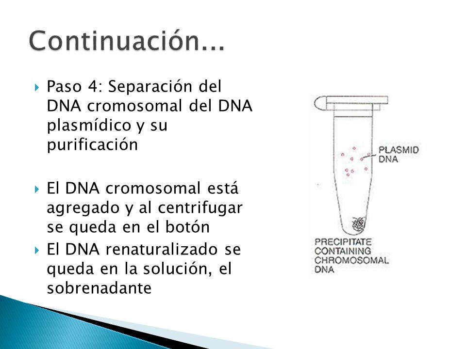 Continuación... Paso 4: Separación del DNA cromosomal del DNA plasmídico y su purificación.