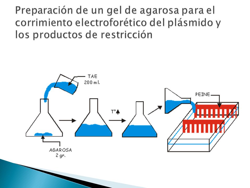 Preparación de un gel de agarosa para el corrimiento electroforético del plásmido y los productos de restricción