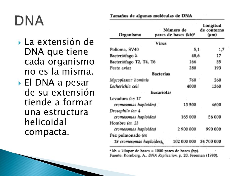 DNA La extensión de DNA que tiene cada organismo no es la misma.