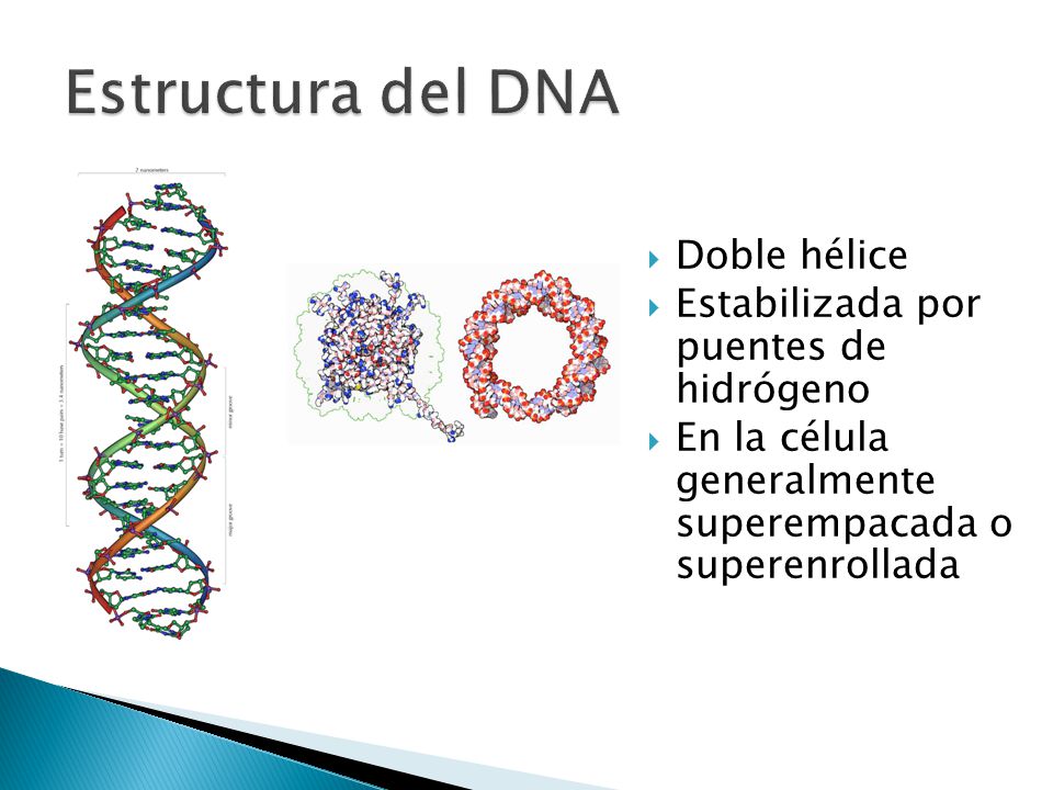 Estructura del DNA Doble hélice Estabilizada por puentes de hidrógeno