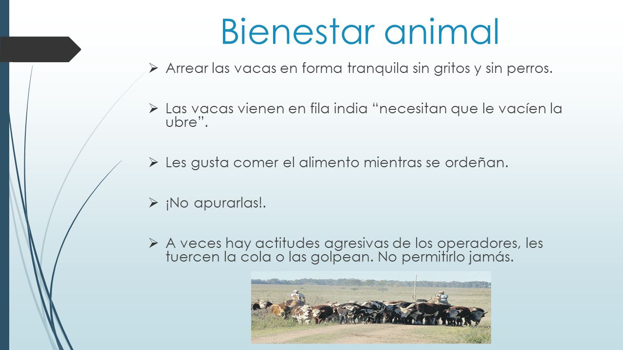 Bienestar animal Arrear las vacas en forma tranquila sin gritos y sin perros. Las vacas vienen en fila india necesitan que le vacíen la ubre .