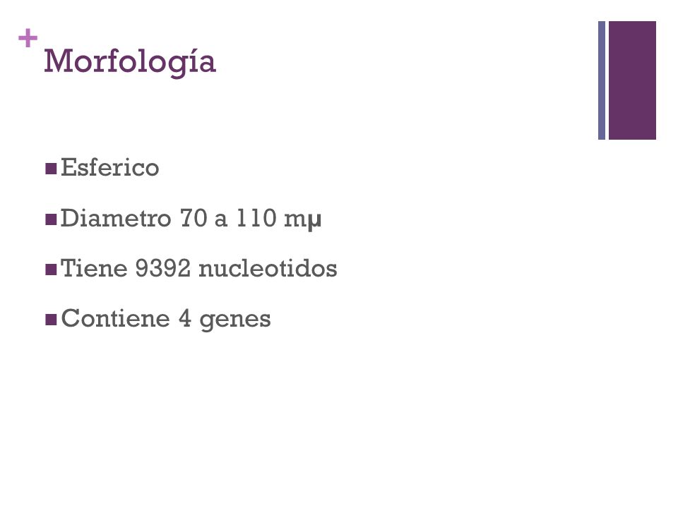Morfología Esferico Diametro 70 a 110 mµ Tiene 9392 nucleotidos