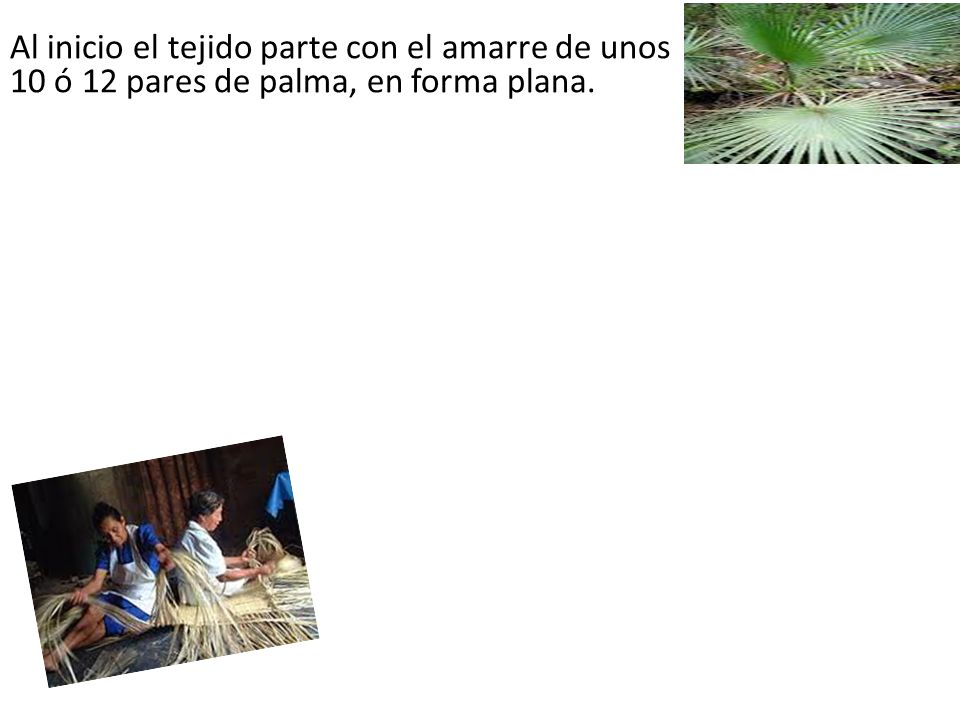 Al inicio el tejido parte con el amarre de unos 10 ó 12 pares de palma, en forma plana.