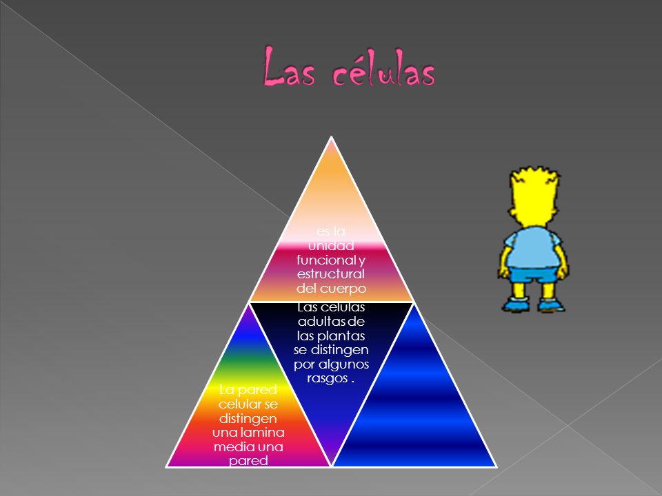 Las células es la unidad funcional y estructural del cuerpo. La pared celular se distingen una lamina media una pared.