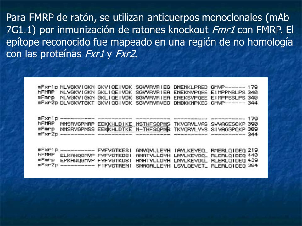 Para FMRP de ratón, se utilizan anticuerpos monoclonales (mAb 7G1