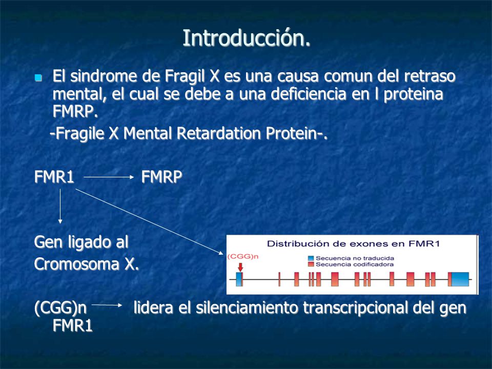 Introducción. El sindrome de Fragil X es una causa comun del retraso mental, el cual se debe a una deficiencia en l proteina FMRP.