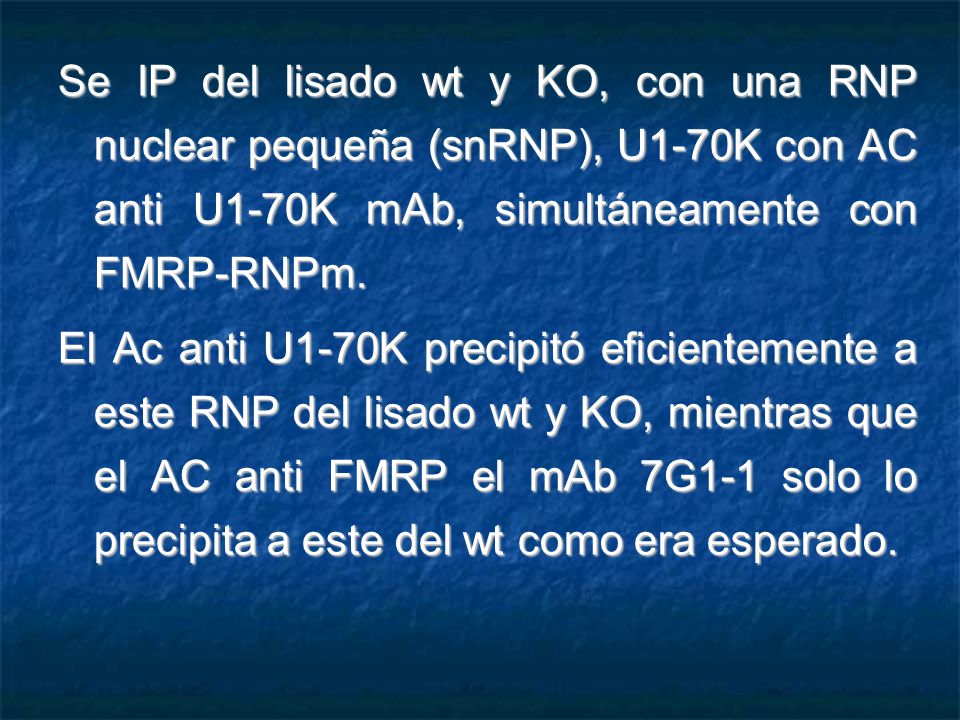 Se IP del lisado wt y KO, con una RNP nuclear pequeña (snRNP), U1-70K con AC anti U1-70K mAb, simultáneamente con FMRP-RNPm.