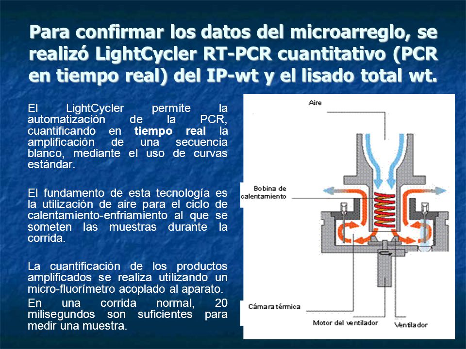 Para confirmar los datos del microarreglo, se realizó LightCycler RT-PCR cuantitativo (PCR en tiempo real) del IP-wt y el lisado total wt.