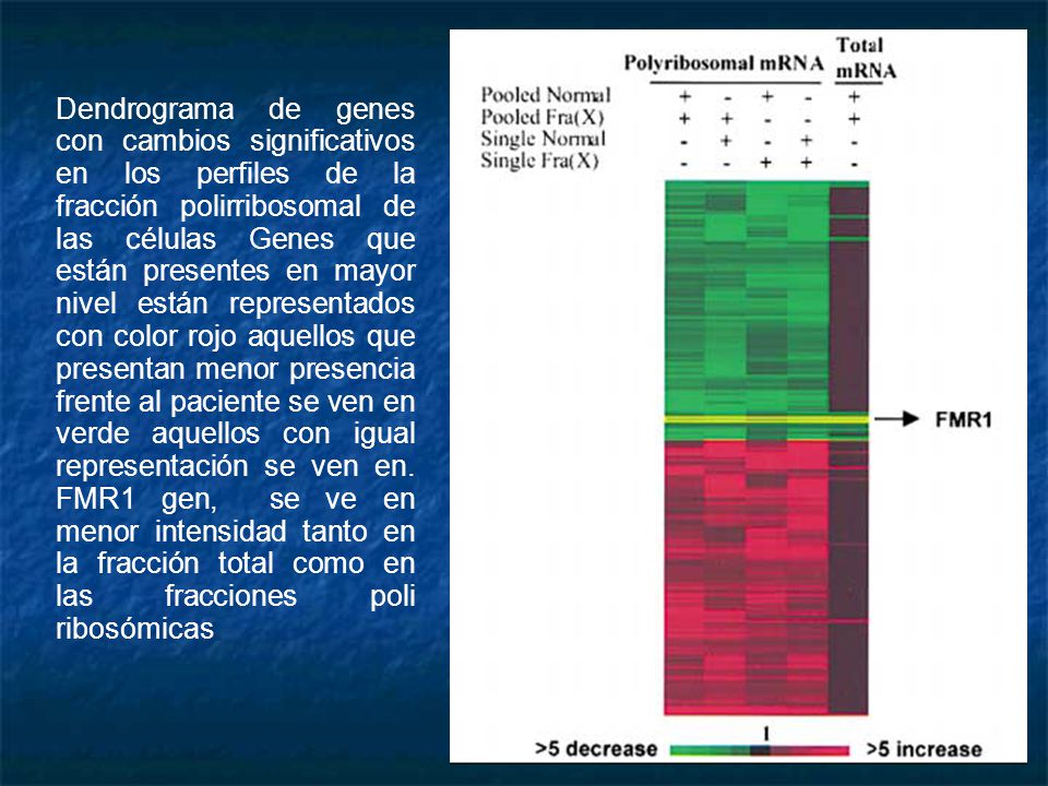 Dendrograma de genes con cambios significativos en los perfiles de la fracción polirribosomal de las células Genes que están presentes en mayor nivel están representados con color rojo aquellos que presentan menor presencia frente al paciente se ven en verde aquellos con igual representación se ven en.