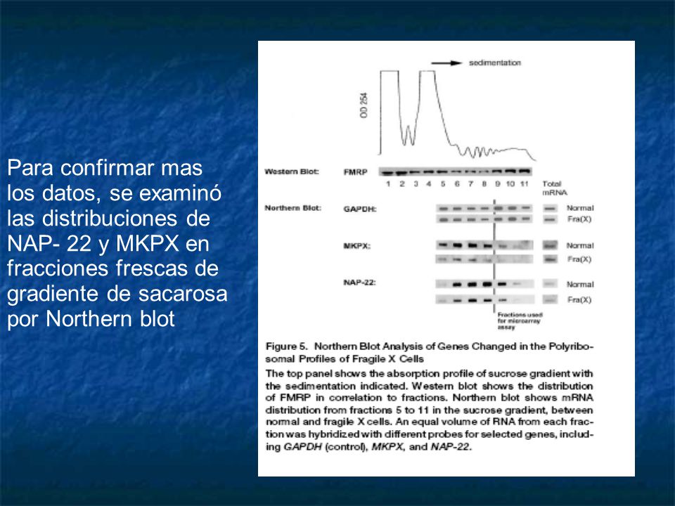 Para confirmar mas los datos, se examinó. las distribuciones de. NAP- 22 y MKPX en. fracciones frescas de.