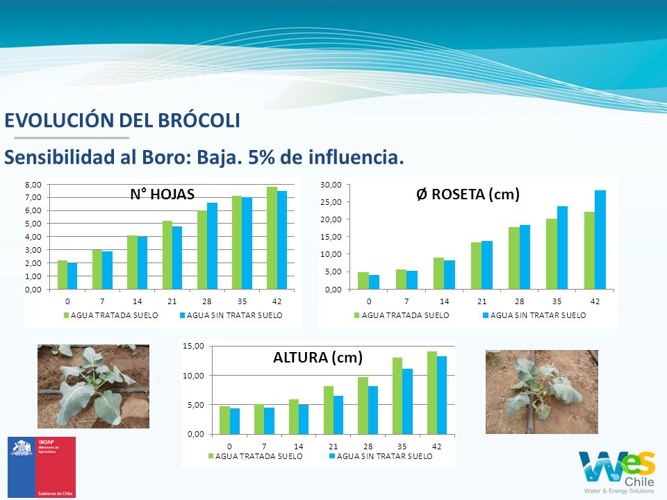EVOLUCIÓN DEL BRÓCOLI Sensibilidad al Boro: Baja. 5% de influencia.