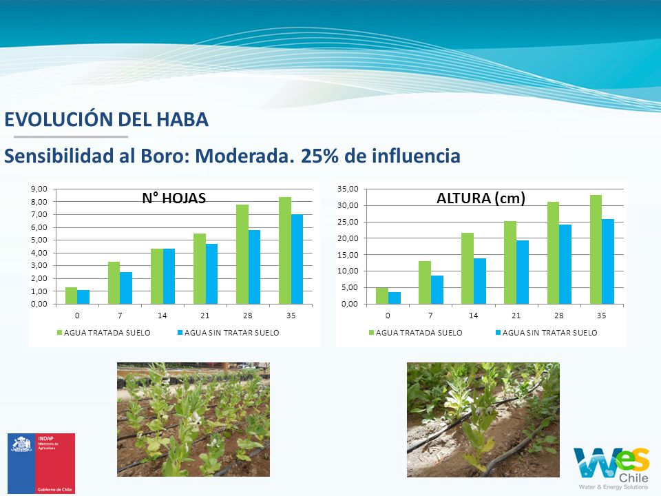 EVOLUCIÓN DEL HABA Sensibilidad al Boro: Moderada. 25% de influencia