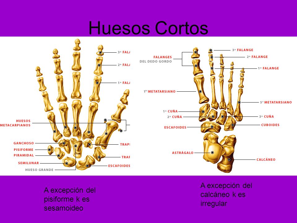 Huesos Cortos A excepción del calcáneo k es irregular