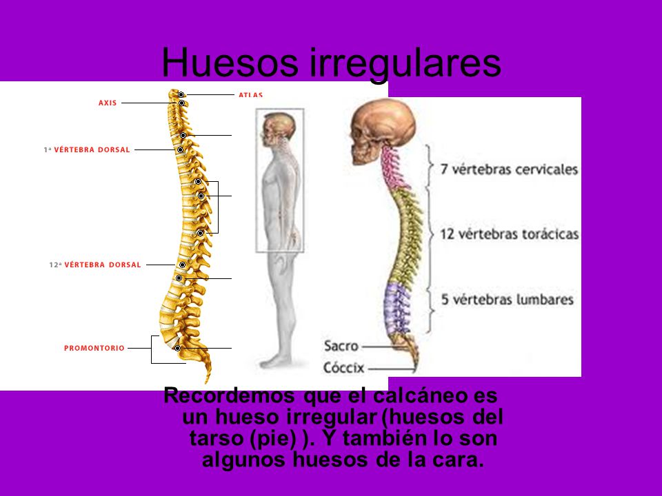 Huesos irregulares Recordemos que el calcáneo es un hueso irregular (huesos del tarso (pie) ).