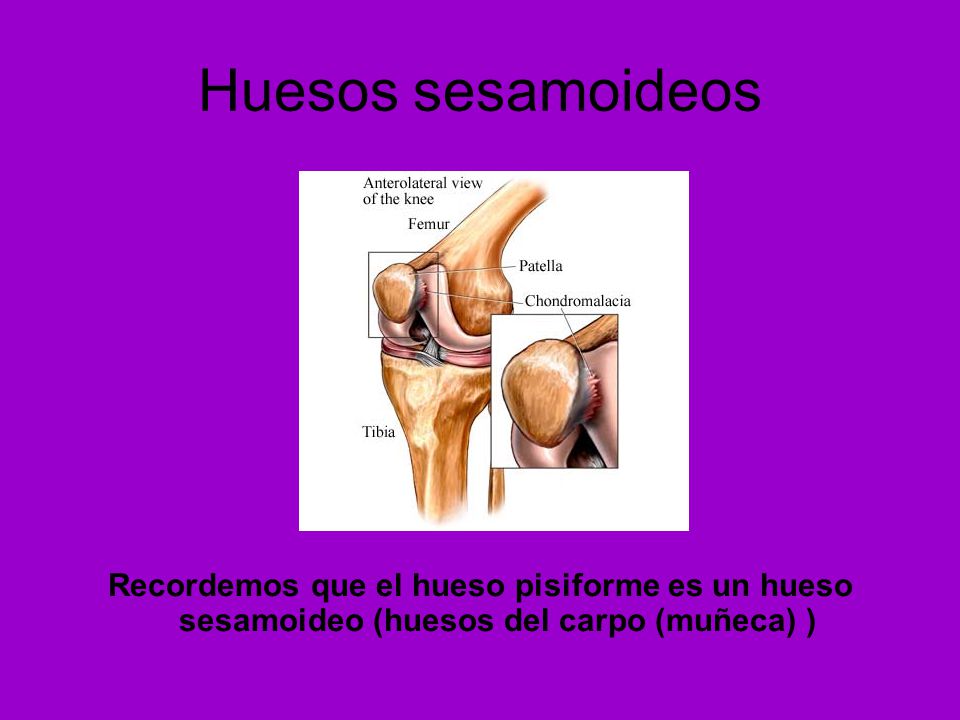 Huesos sesamoideos Recordemos que el hueso pisiforme es un hueso sesamoideo (huesos del carpo (muñeca) )