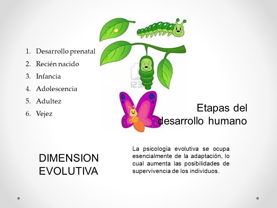 Etapas del desarrollo humano
