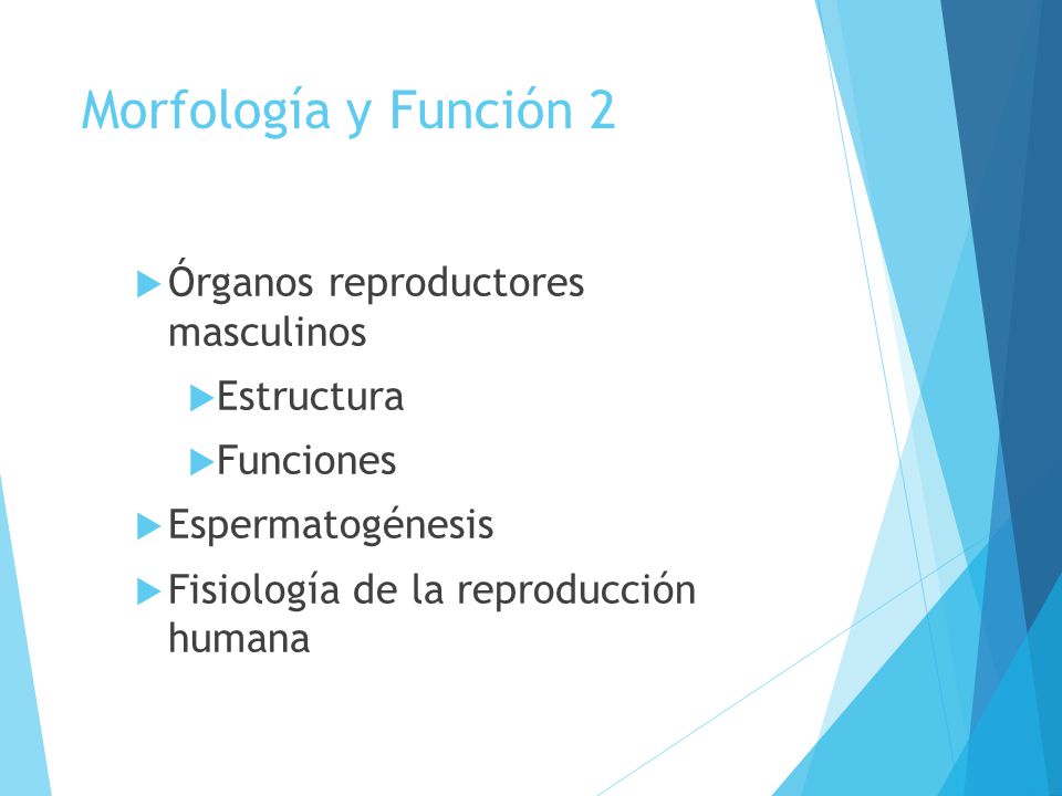 Morfología y Función 2 Órganos reproductores masculinos Estructura