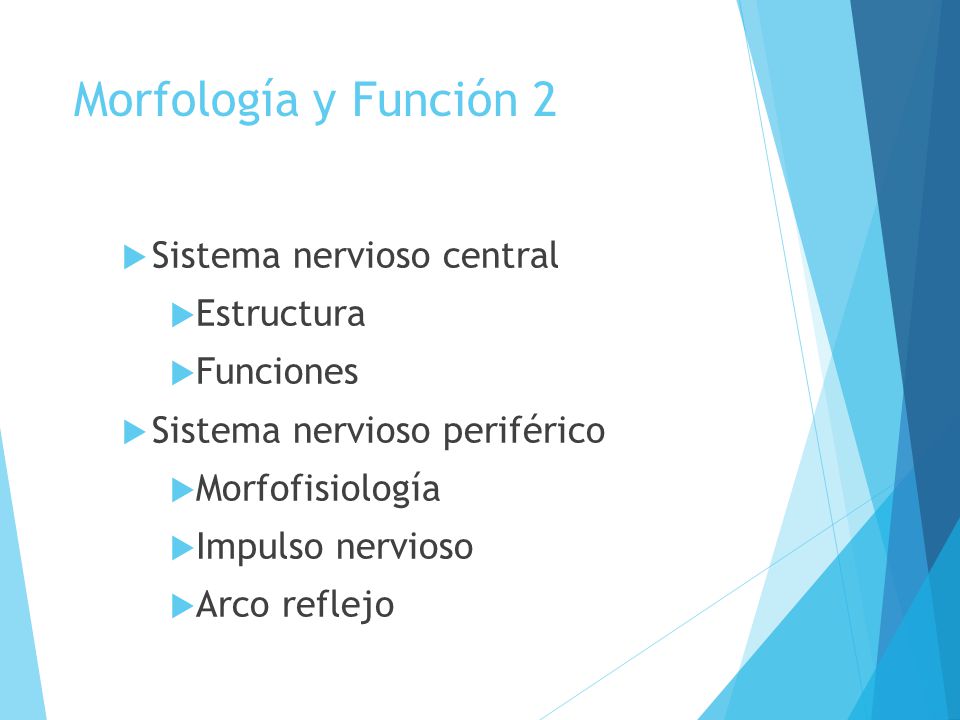 Morfología y Función 2 Sistema nervioso central Estructura Funciones
