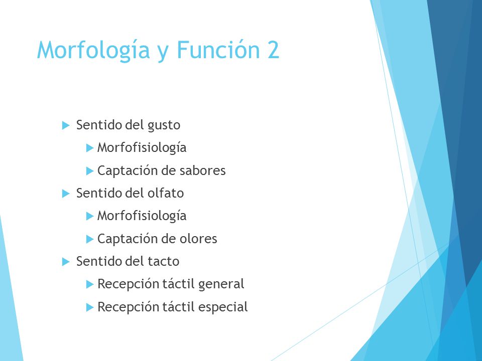Morfología y Función 2 Sentido del gusto Morfofisiología
