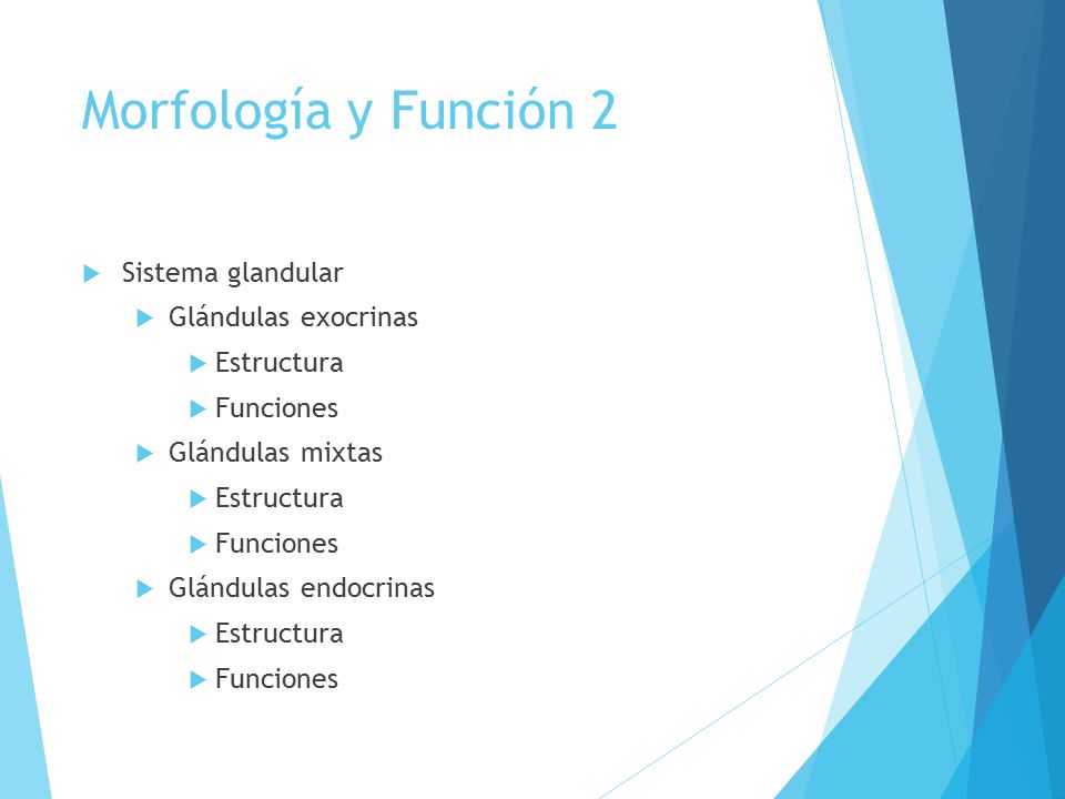 Morfología y Función 2 Sistema glandular Glándulas exocrinas