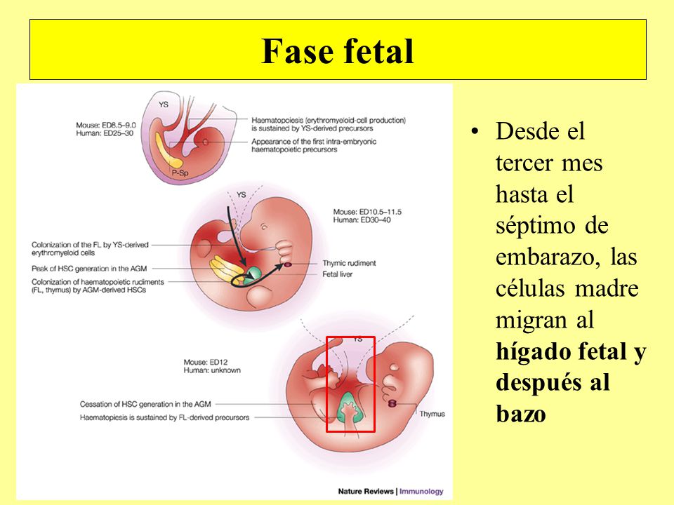 Fase fetal Desde el tercer mes hasta el séptimo de embarazo, las células madre migran al hígado fetal y después al bazo.