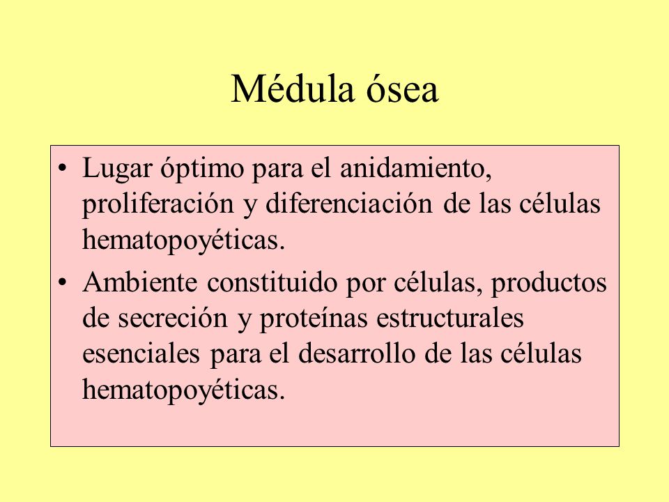 Médula ósea Lugar óptimo para el anidamiento, proliferación y diferenciación de las células hematopoyéticas.