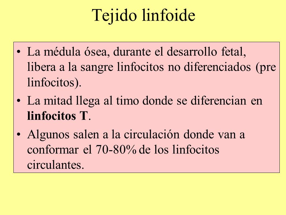 Tejido linfoide La médula ósea, durante el desarrollo fetal, libera a la sangre linfocitos no diferenciados (pre linfocitos).