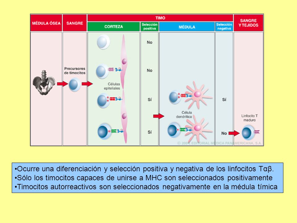 Ocurre una diferenciación y selección positiva y negativa de los linfocitos Tαβ.