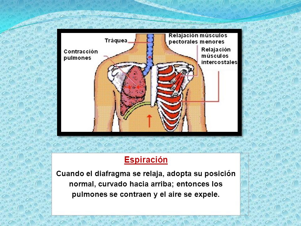 Espiración Cuando el diafragma se relaja, adopta su posición normal, curvado hacia arriba; entonces los pulmones se contraen y el aire se expele.